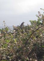 IMG_2493.JPG