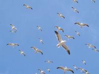 Sea Gulls