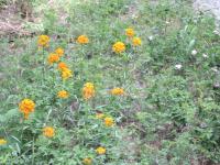 IMG_2504.JPG